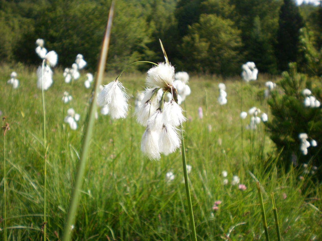 feather duster plant??