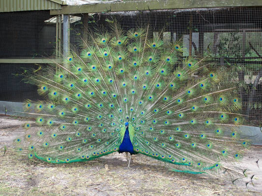 Peacock