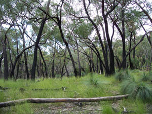 Vegetation near Mackenzie Fall