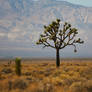 Mojave desert