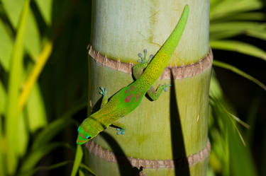 Golden Dust Day Gecko