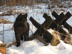 Belgian Shepherd puppy Groenendael