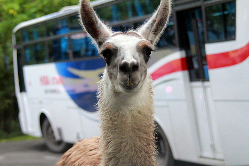 close up look for a lama