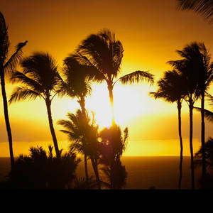 iPad Background Maui Sunset