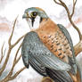 Sparrow Hawk