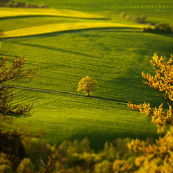 The Lonesome Tree