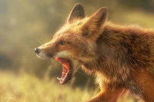 Fox Karaoke!