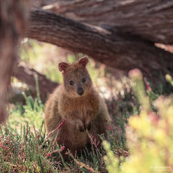 Hi, my name's Quokkie