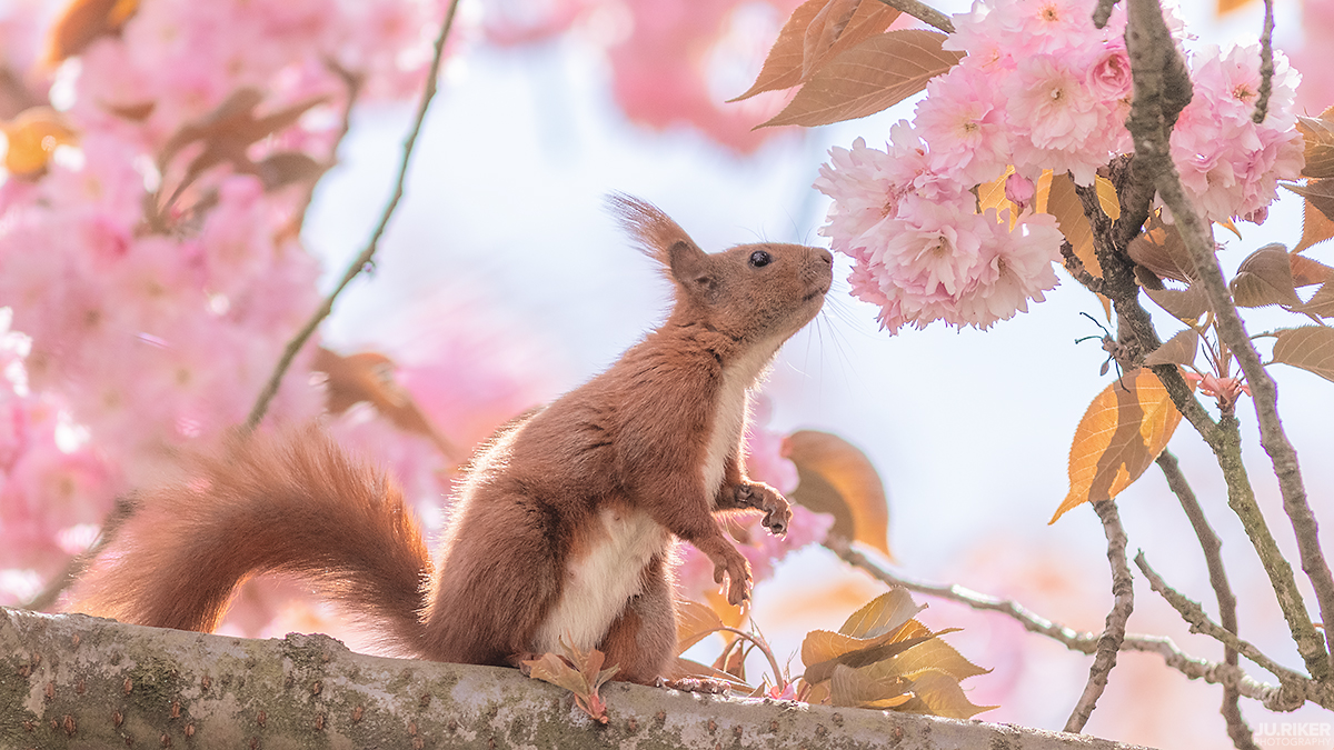 Smells Like Spring Spirit II