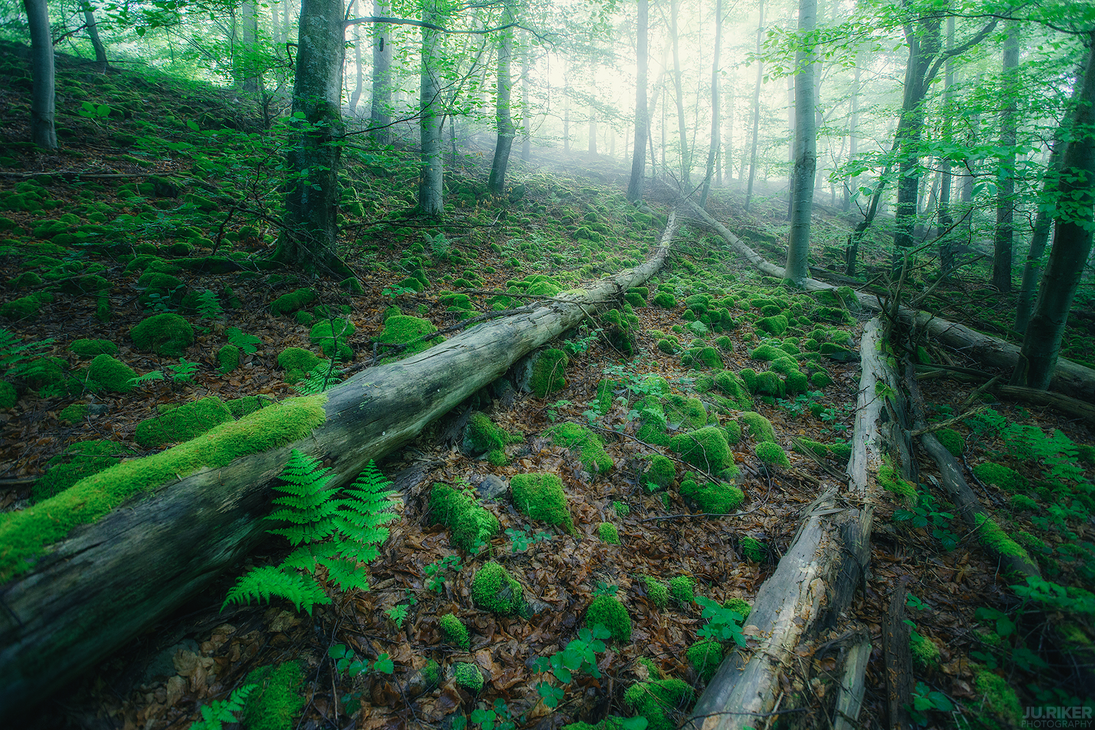 Moss Knoll