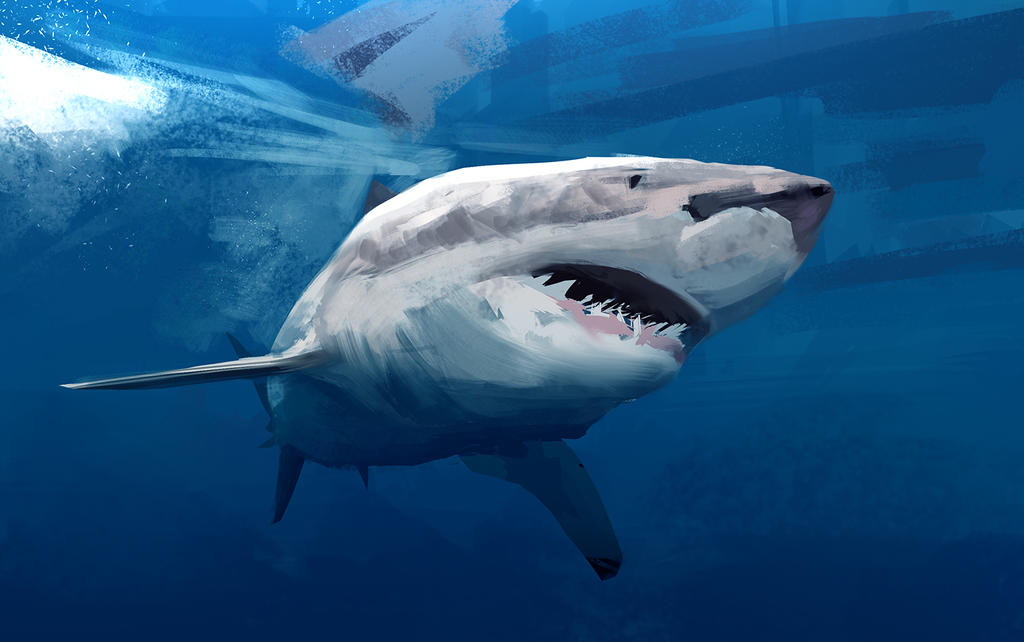 Shark Sketch