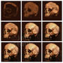 Digital painting skull study process