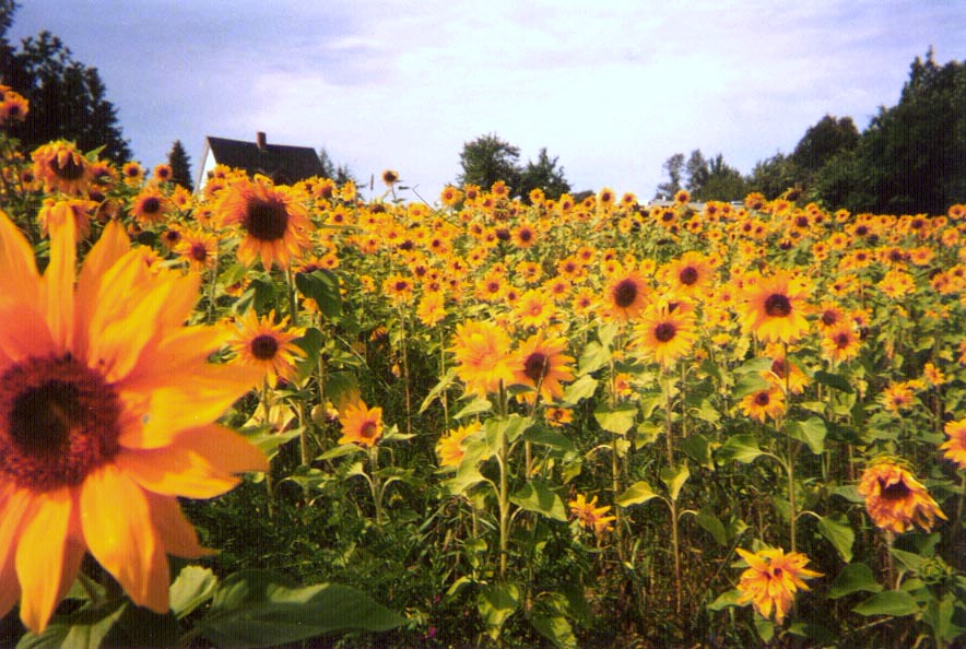 Sunflowers