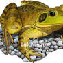 American Bullfrog