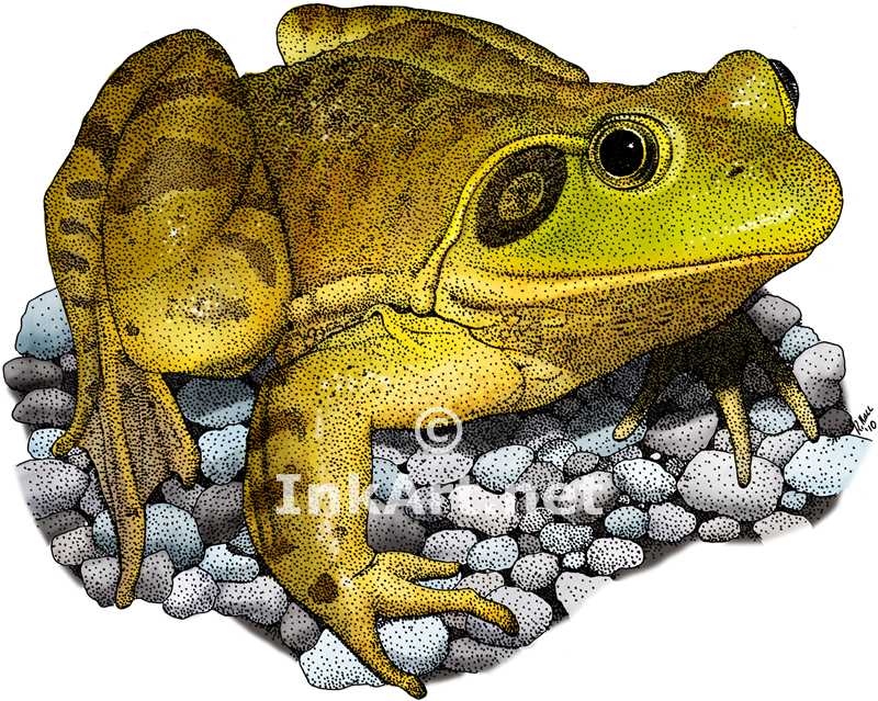 American Bullfrog by rogerdhall on DeviantArt