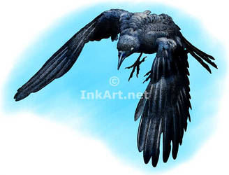 American Crow