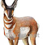 American Pronghorn