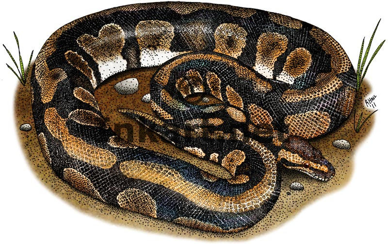 Ball Python by rogerdhall on DeviantArt