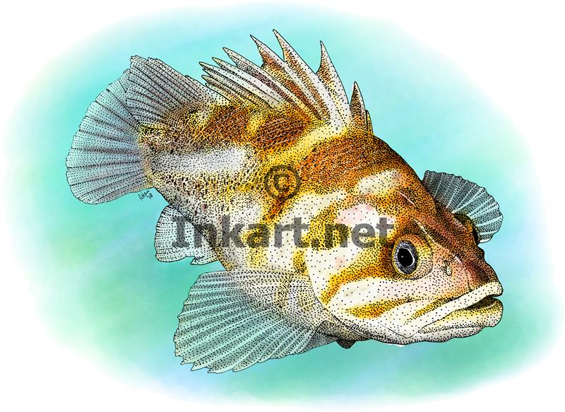 Copper Rockfish by rogerdhall on DeviantArt