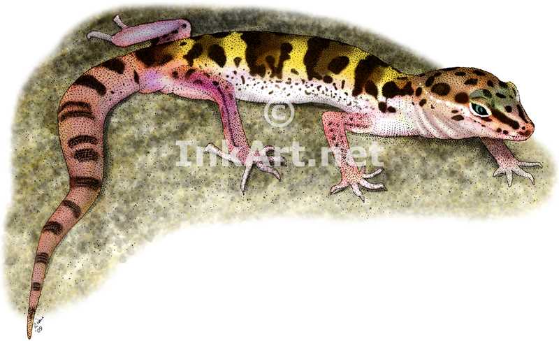 Desert Banded Gecko