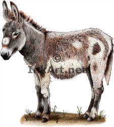 Domestic Donkey