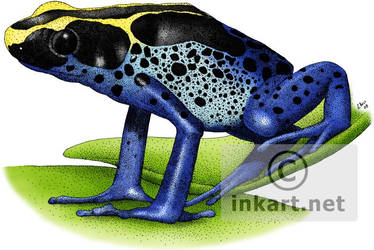 Dyeing Poison Dart Frog