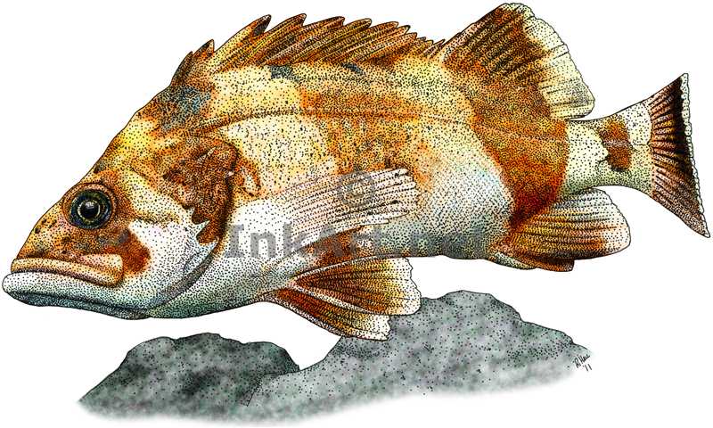 Flag Rockfish by rogerdhall on DeviantArt