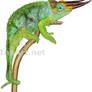 Jackson's Chameleon