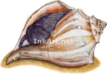 Knobbed Whelk