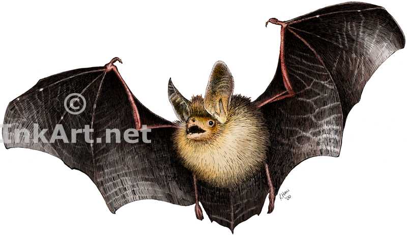 Long-Eared Bat