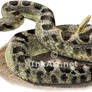 Northern Pacific Rattlesnake