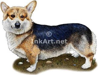 Pembroke Welsh Corgi by rogerdhall