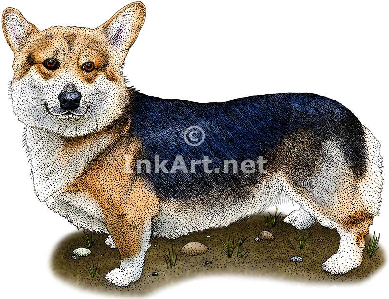 Pembroke Welsh Corgi