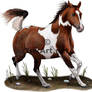 Pinto Horse