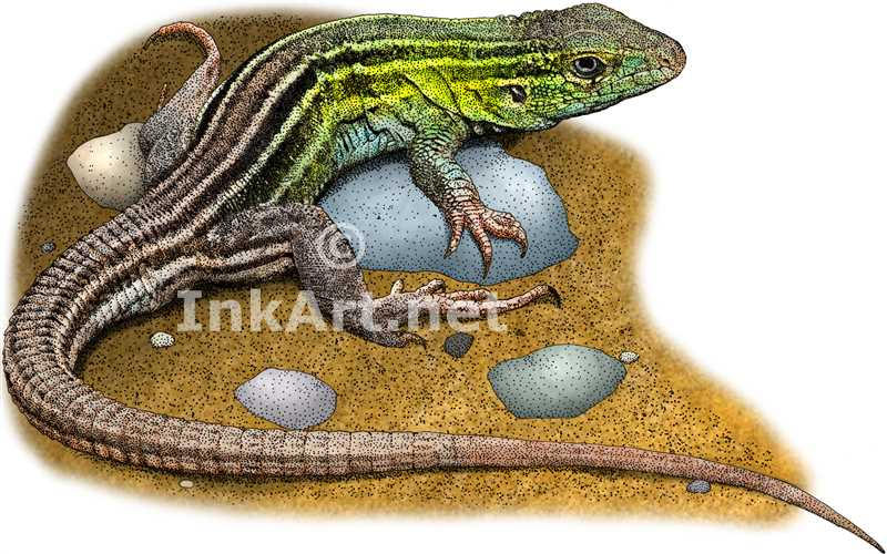 Prairie Racer Runner Lizard Prairie Racerunner by rogerdhall on DeviantArt