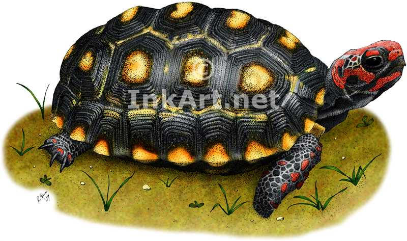 Red-Footed Tortoise by rogerdhall on DeviantArt