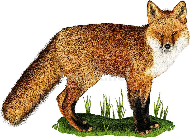 Red Fox by rogerdhall on DeviantArt