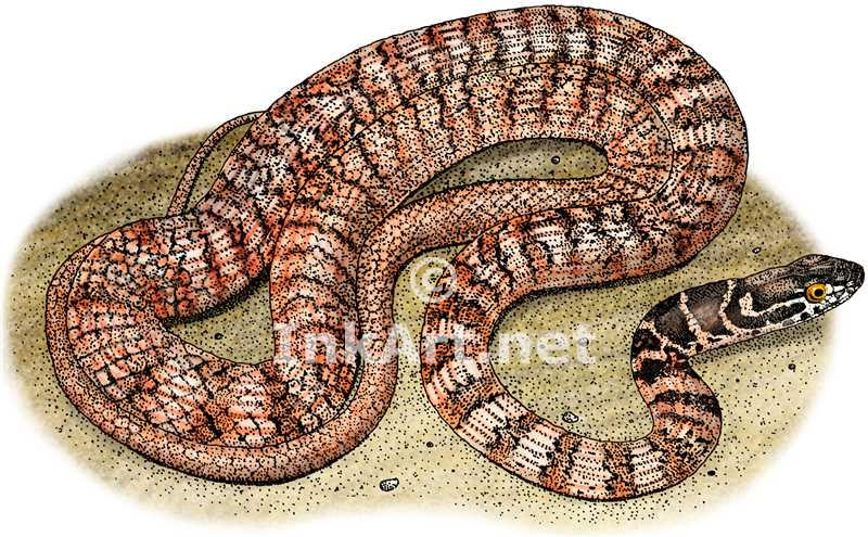 Red Racer Snake by rogerdhall on DeviantArt