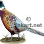 Ring-Necked Pheasant