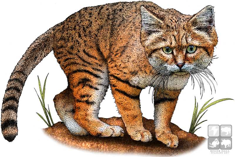 Arabian Sand Cat By Rogerdhall On Deviantart Arabian Sand Cat By Rogerdhall On Deviantart
