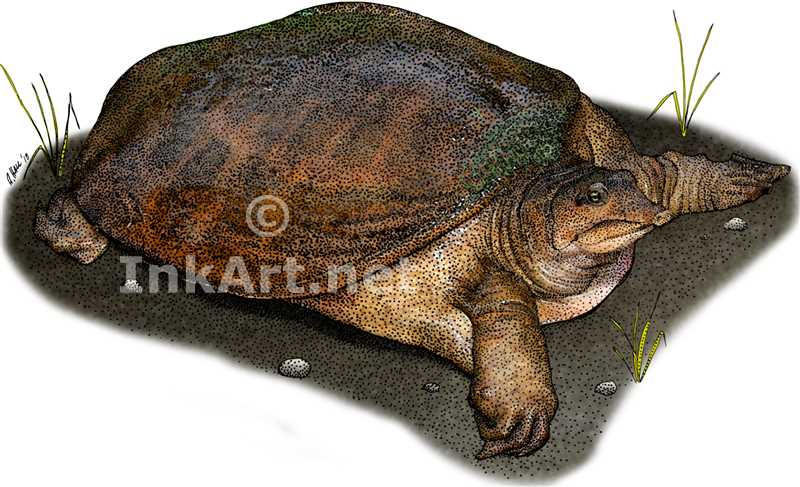 Deviantart Softshell Turtle Florida Softshell Turtle by rogerdhall on DeviantArt
