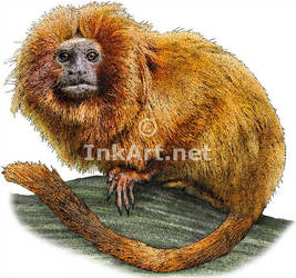 Golden Lion Tamarin