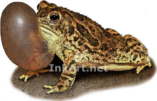 Great Plains Toad