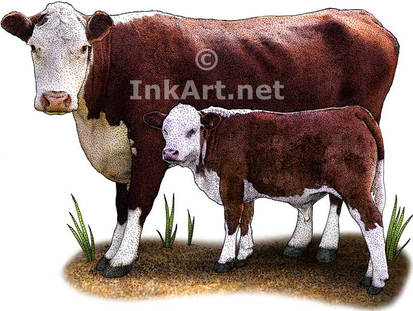 Hereford Cow