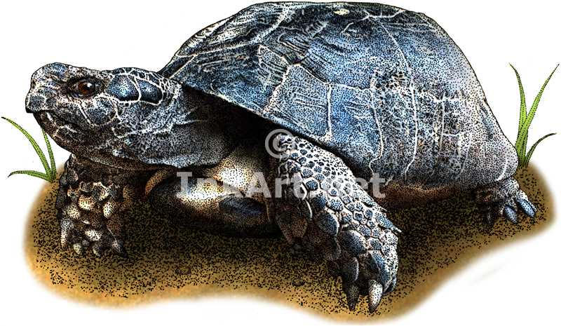 Marginated Tortoise by rogerdhall on DeviantArt