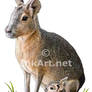 Patagonian Cavy