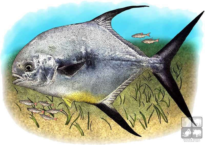 Permit Fish Character Permit by rogerdhall on DeviantArt