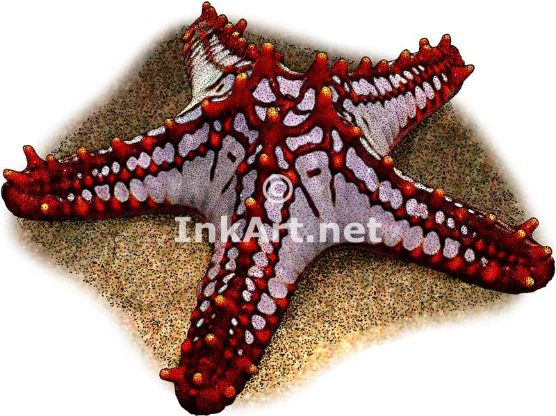 Red-Knobbed Starfish