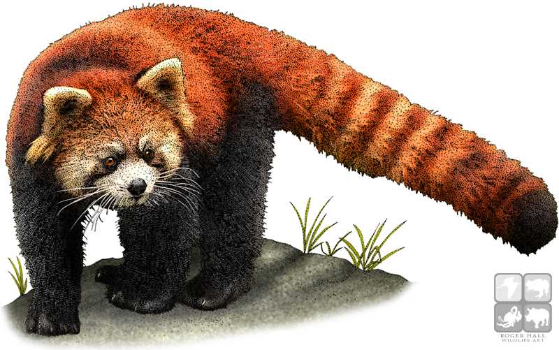 Red Panda