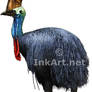 Southern Cassowary